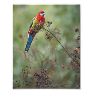 Perroquet oriental de Rosella -" copie de la photo