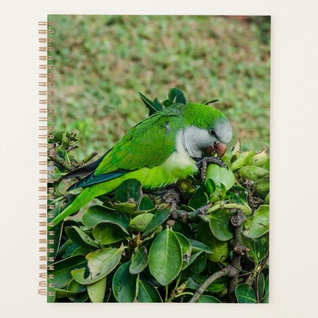Perroquet vert (Devant)