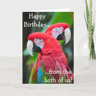 Perroquets colorés carte de voeux d'anniversaire
