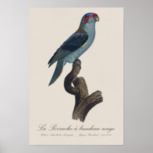 Perruche a bandeau rouge / Musk Lorikeet Poster