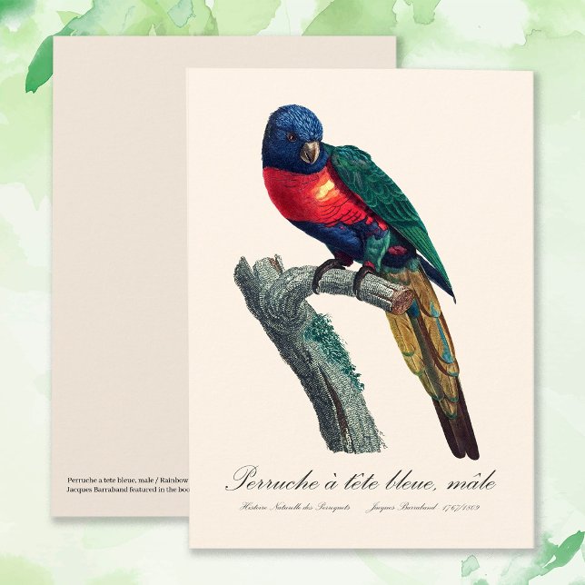 Perruche a tete bleue / Rainbow lorikee Dankeskarte (Rainbow Lorikeet Male, Trichoglossus Moluccanus. Thank You Card)