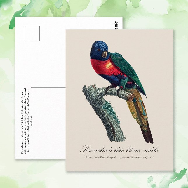 Perruche a tete bleue / Rainbow lorikee Postkarte (Rainbow Lorikeet Male, Trichoglossus Moluccanus. Postcard)