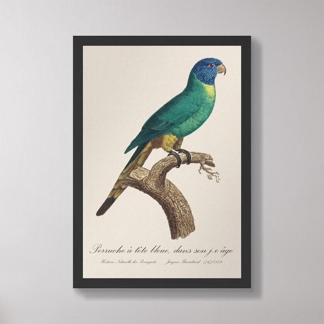 Perruche a tete bleue / Rainbow lorikeet, juvenil Fotodruck (Von Creator hochgeladen)