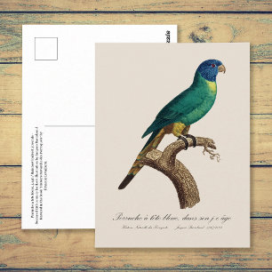 Perruche a tete bleue / Rainbow lorikeet, juvenil Postkarte