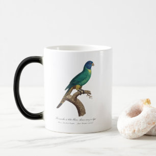 Perruche a tete bleue / Rainbow lorikeet, juvenil Verwandlungstasse