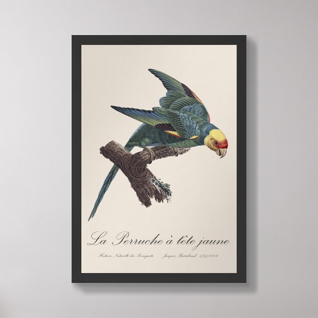 Perruche a Tete Jaune / Carolina parakeet Fotodruck (Von Creator hochgeladen)