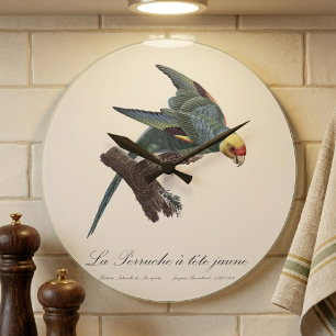 Perruche a Tete Jaune / Carolina parakeet Große Wanduhr
