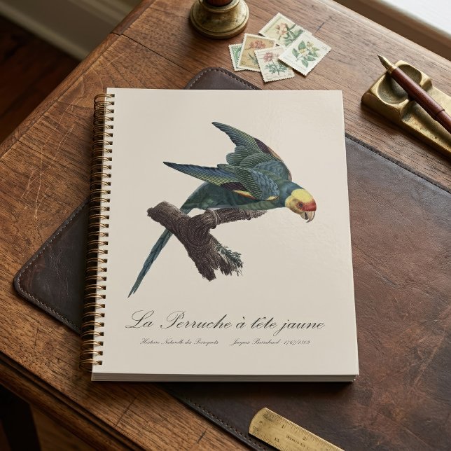 Perruche a Tete Jaune / Carolina parakeet Planer (Carolina parakeet, Conuropsis carolinensis. Planner)