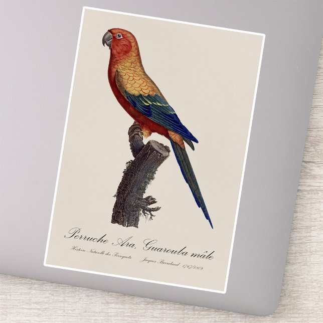 Perruche Ara, Guarouba / Sonnenparaket Aufkleber (Sun Parakeet Male, Aratinga Solstitialis. Sticker)