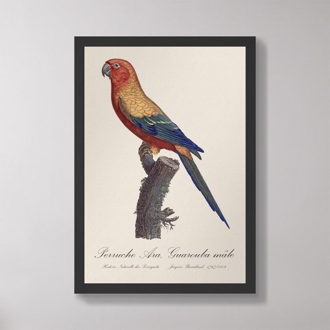 Perruche Ara, Guarouba / Sonnenparaket Fotodruck (Von Creator hochgeladen)