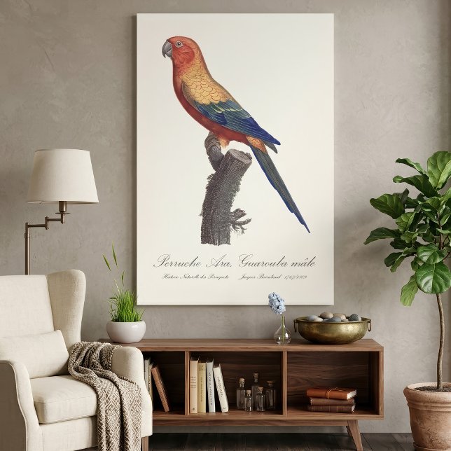Perruche Ara, Guarouba / Sonnenparaket Leinwanddruck (Sun Parakeet Male, Aratinga Solstitialis. Canvas Print)