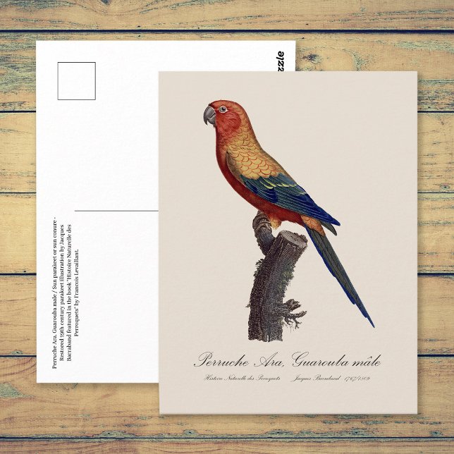 Perruche Ara, Guarouba / Sonnenparaket Postkarte (Sun Parakeet Male, Aratinga Solstitialis. Postcard)