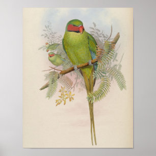 Perruche de Nicobar par John Gould Impression