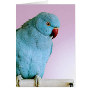 Perruche étranglée d'anneau indien bleu avec le