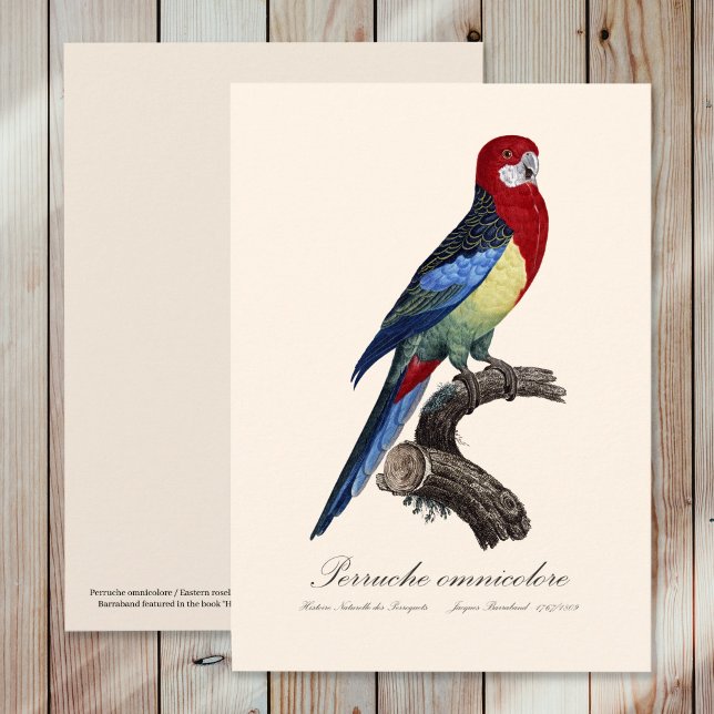 Perruche omnicolore / Eastern rosella Dankeskarte (Eastern rosella or Platycercus eximius parakeet. Thank You Card)