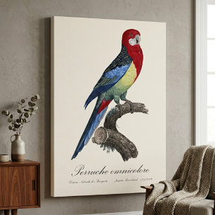 Perruche omnicolore / Eastern rosella Leinwanddruck
