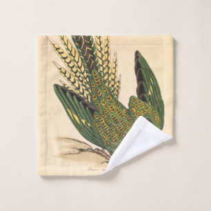 Perruche terrestre de James Sowerby, Psittacus ter