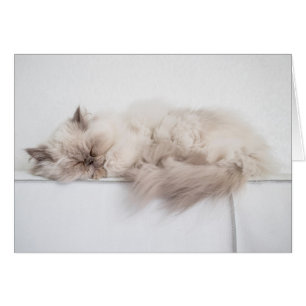 Perserkatze
