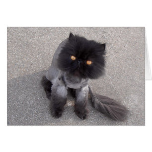 Perserkatze