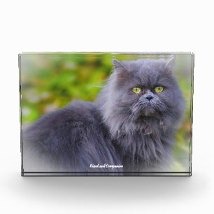 Perserkatze Fotoblock