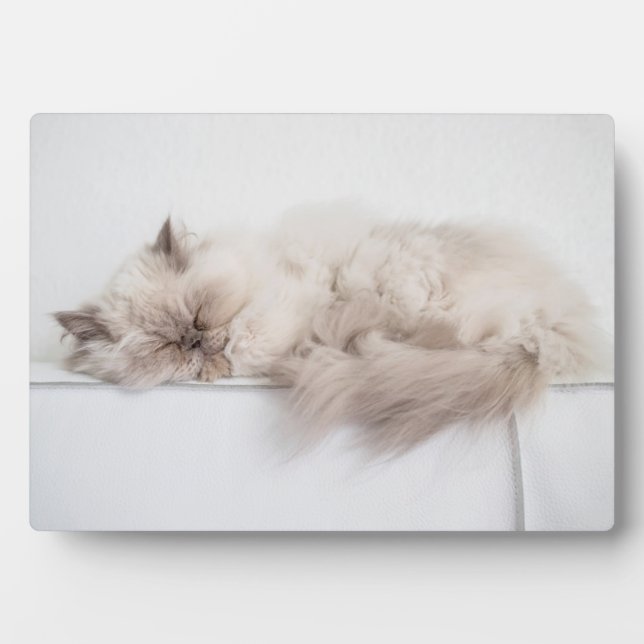 Perserkatze Fotoplatte (Vorderseite)