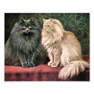 Perserkatzen - Blau und Creme Fotodruck