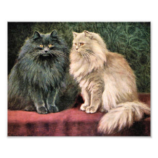 Perserkatzen - Blau und Creme Fotodruck
