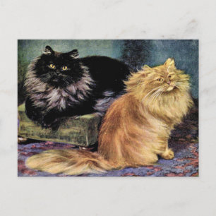 Perserkatzen, Rauch und Orange Postkarte