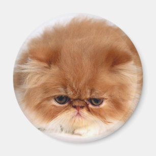 Persian Cat Face Magnet
