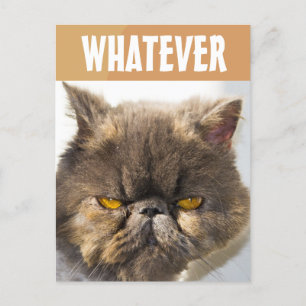 PERSIAN CAT FUNNY GRUMPY POSTCARD POSTKARTE