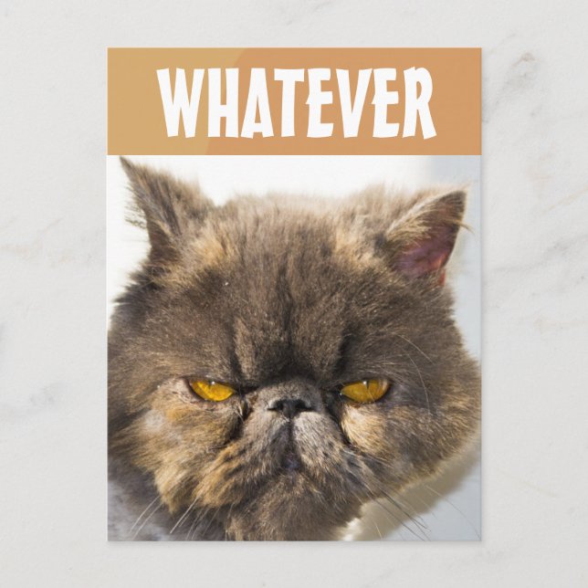 PERSIAN CAT FUNNY GRUMPY POSTCARD POSTKARTE (Vorderseite)