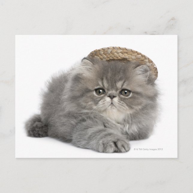 Persian Kitten (2 Monate alt) mit Strohhalm Postkarte (Vorderseite)