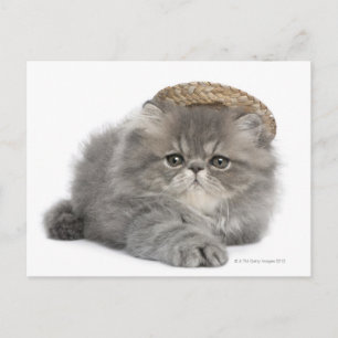 Persian Kitten (2 Monate alt) mit Strohhalm Postkarte