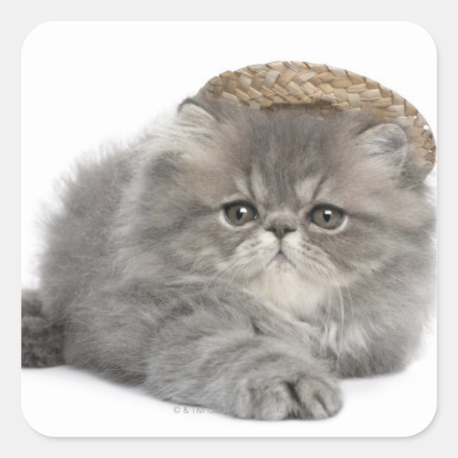 Persian Kitten (2 Monate alt) mit Strohhalm Quadratischer Aufkleber (Vorderseite)