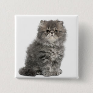 Persian Kitten (2 Monate alt), sitzend Button