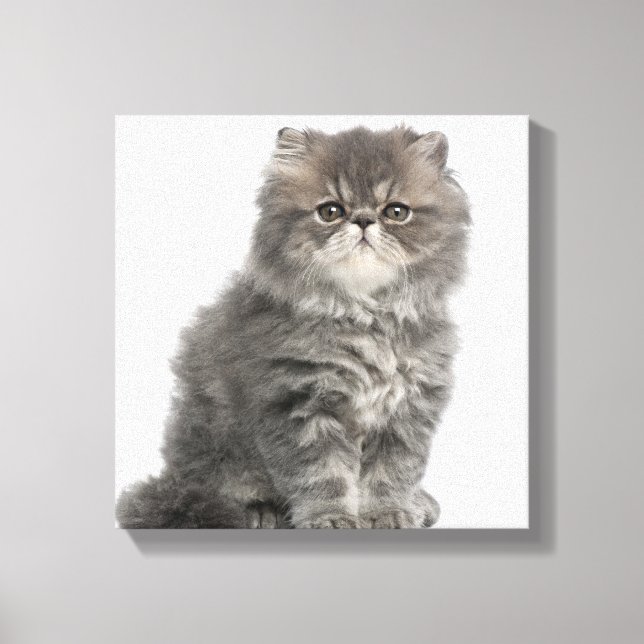 Persian Kitten (2 Monate alt), sitzend Leinwanddruck (Vorderseite)