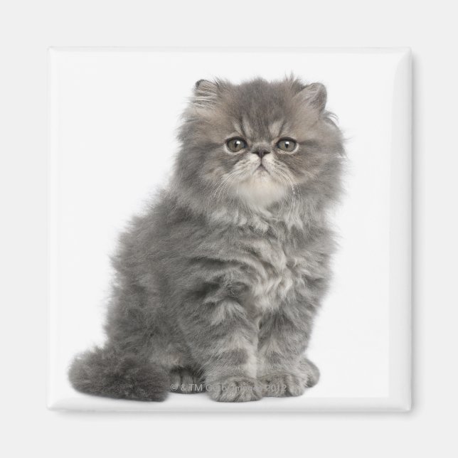 Persian Kitten (2 Monate alt), sitzend Magnet (Vorne)