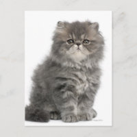 Persian Kitten (2 Monate alt), sitzend