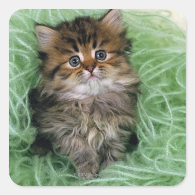 Persian Kitten Quadratischer Aufkleber (Vorderseite)