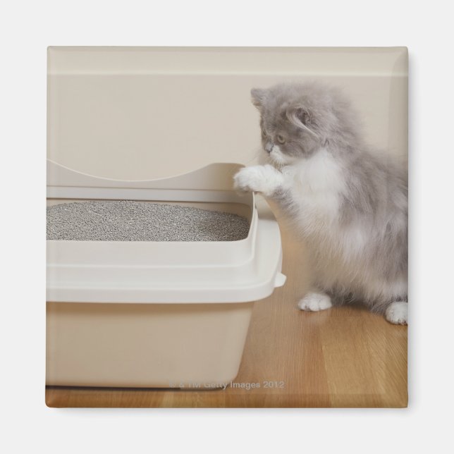 Persian Kitten sieht sich Abfallbehälter an Magnet (Vorne)