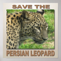 Persian Leopard