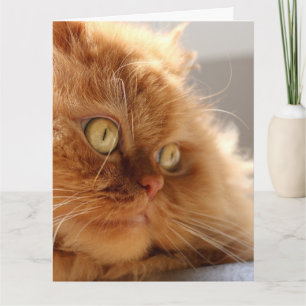 PERSIAN ORANGE CAT SCHÖNE GEBURTSTAGSKARTE KARTE