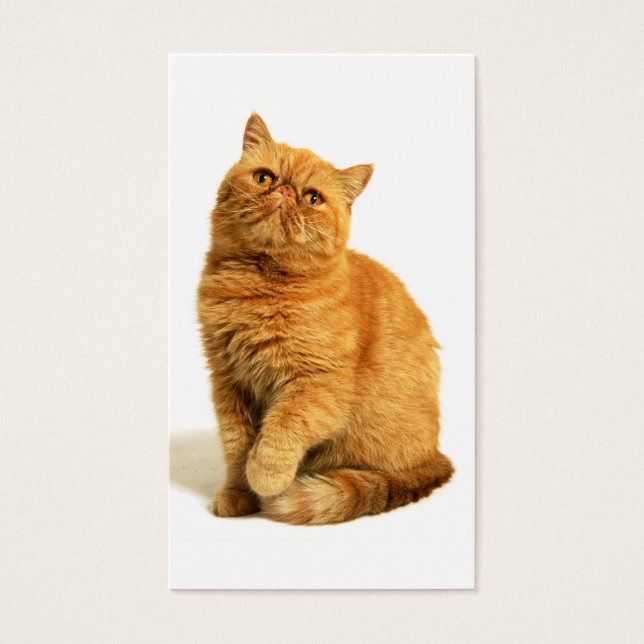 Persikatze (Vorderseite)
