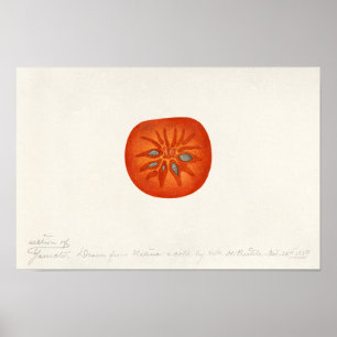 Persimmon (Diospyros) Fruchtfarben Poster