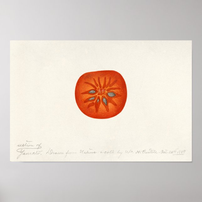 Persimmon (Diospyros) Fruchtfarben Poster (Vorne)