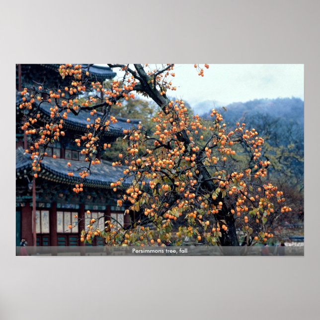 Persimmonen Baum, Fall Poster (Vorne)