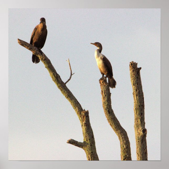 Persing Birds Poster (Vorne)