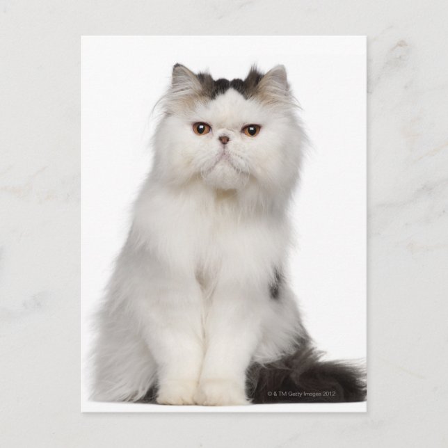 Persisch (10 Monate alt) Sitzung Postkarte (Vorderseite)