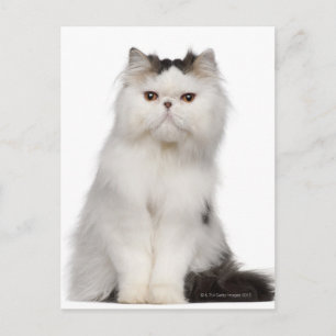 Persisch (10 Monate alt) Sitzung Postkarte