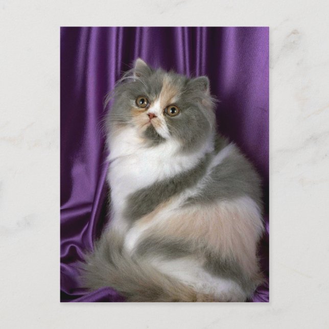 Persisch, blau, tortie und weiß postkarte (Vorderseite)
